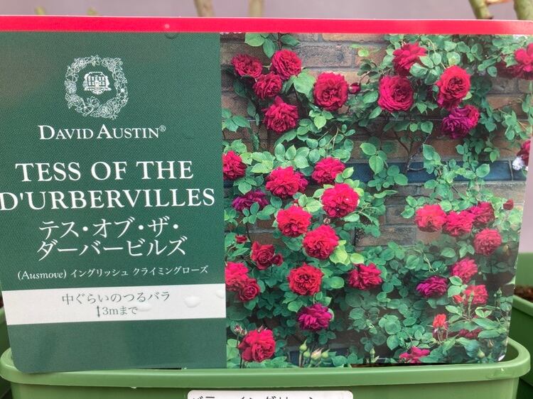 バラ苗 | 日本ライン花木センター