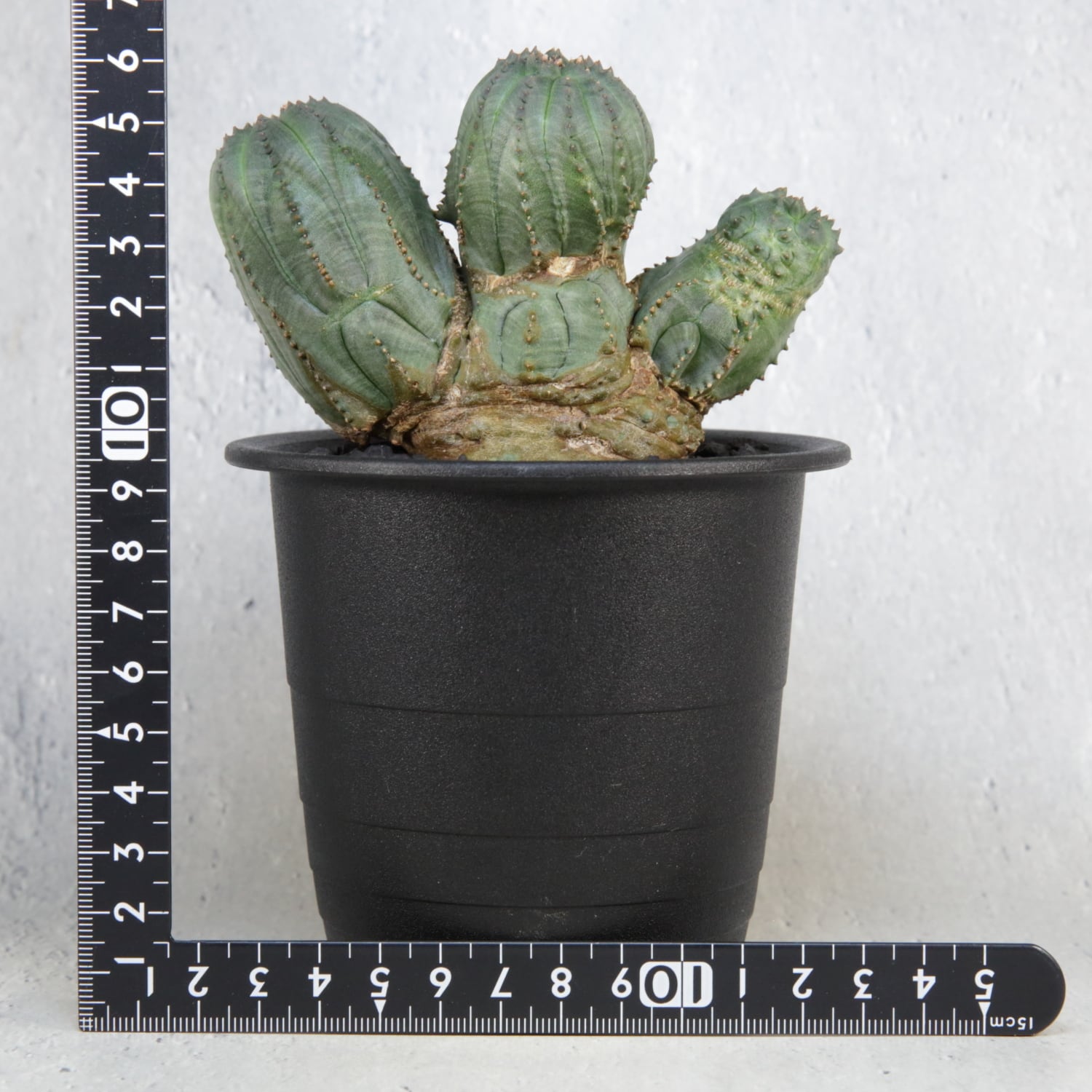 幅11cm ユーフォルビア オベサ 捩れモンスト RETAKE】メス株 大株 最大幅 11cm トリプルヘッド モンスト 石化