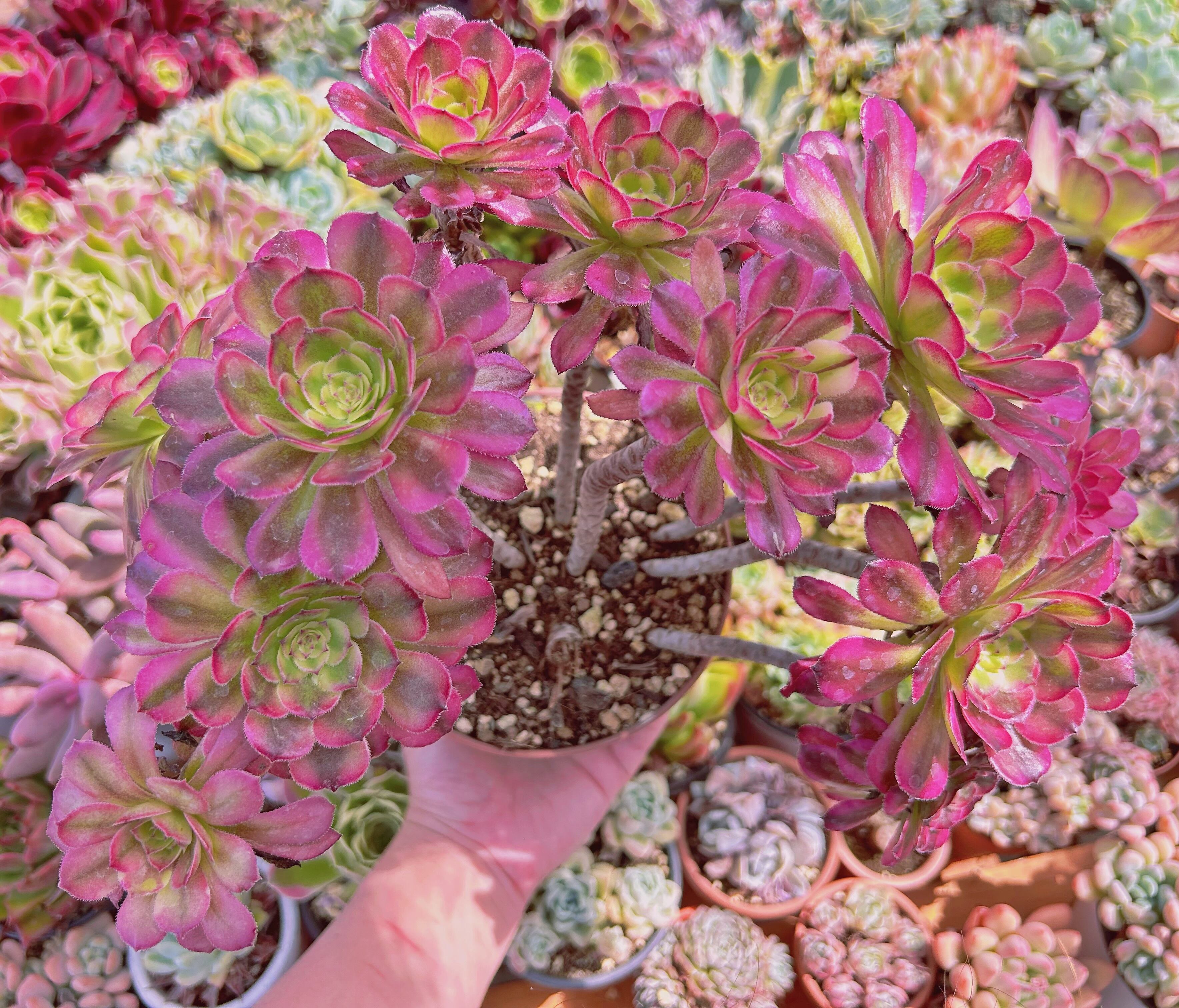 現物　多肉植物　美姫(Aeonium)　特大　抜き苗