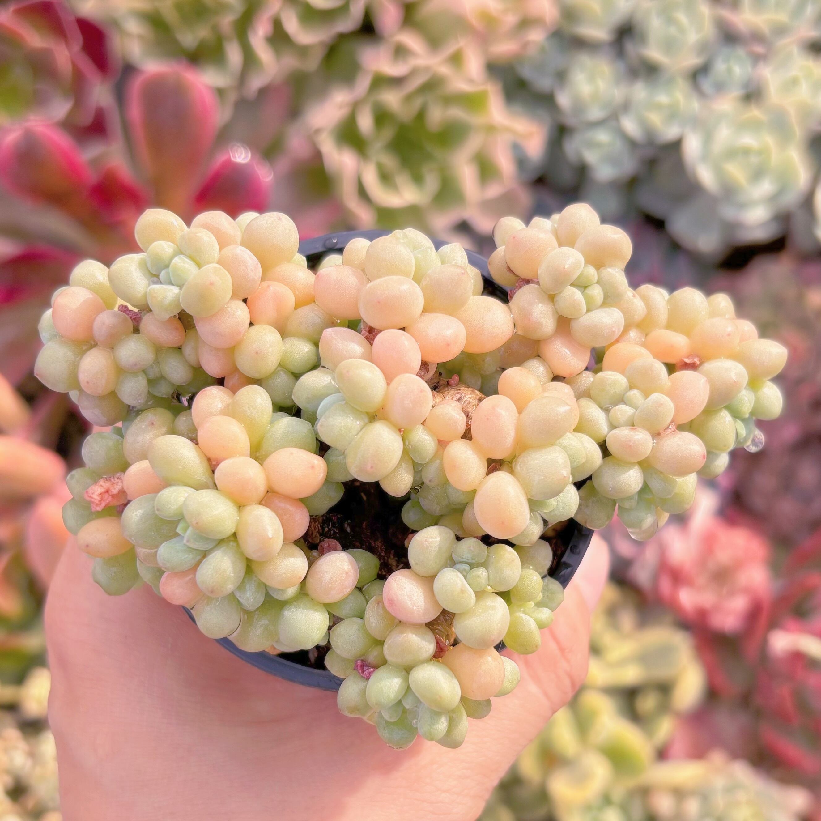 現品　ロココ#790　群生　るる農園