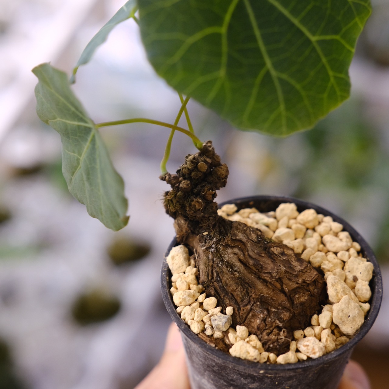 Stephania kaweesakii / ステファニア カウィーサキー㉒/ 観葉植物