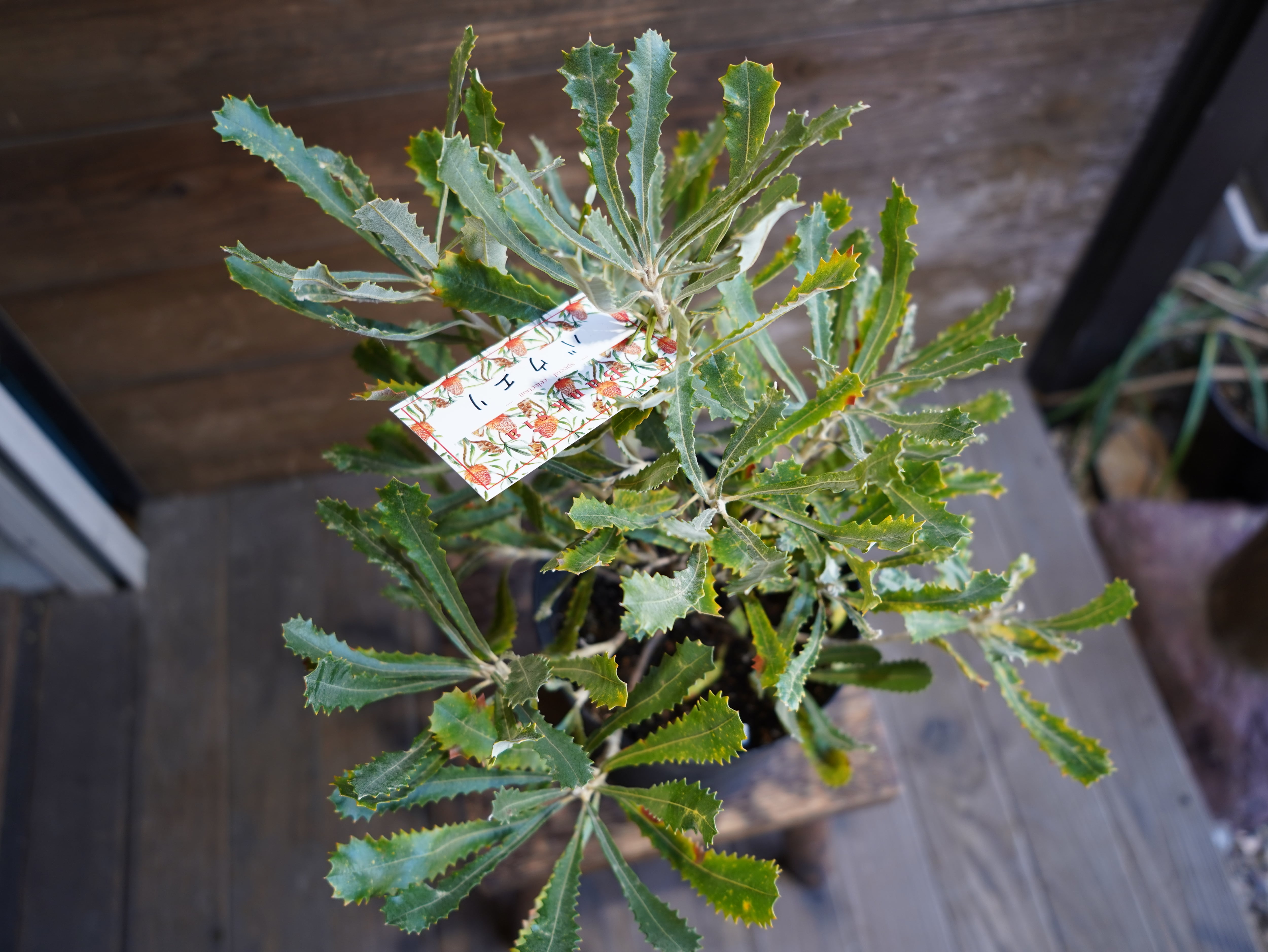 【現物】バンクシア　”バウエリ”　D