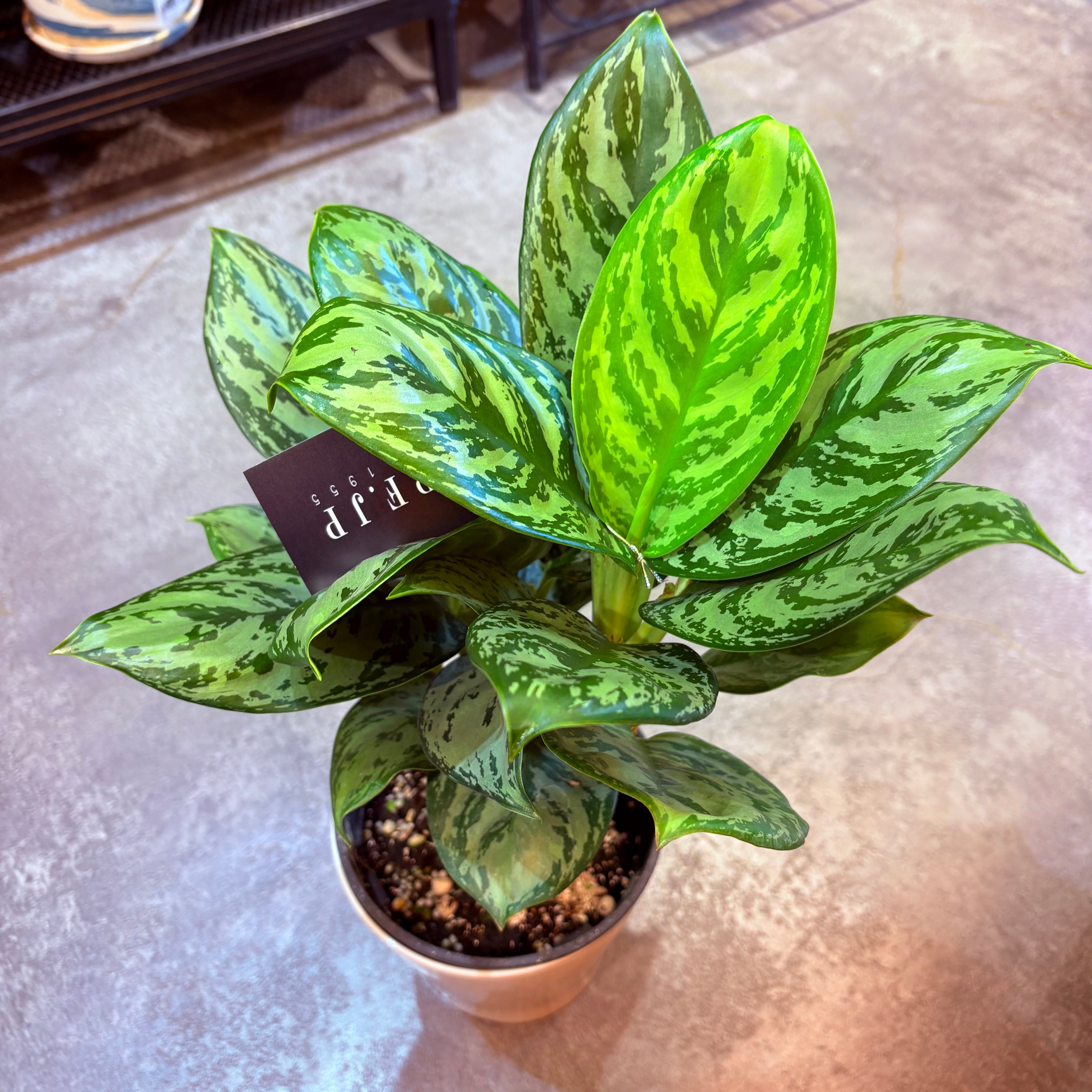 アグラオネマ　ゾニラ　1株 アグラオネマ アンヤマニー トリカラー「Aglaonema Unyamanee Tricolo