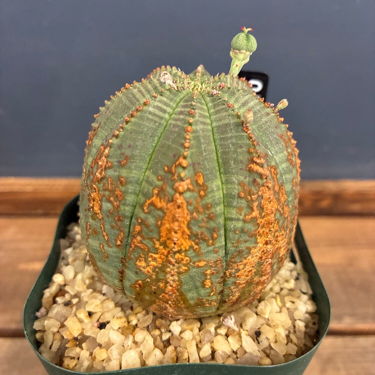 ユーフォルビア、その他多肉 | PROTOLEAF プロトリーフ