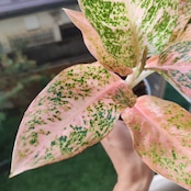 アグラオネマ スターダスト オレンジ / Aglaonema Stardust Orange