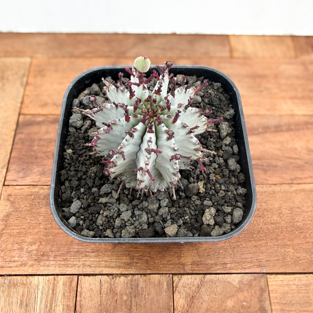 Euphorbia polygona×horrida【ユーフォルビア・ポリゴナホリダ】