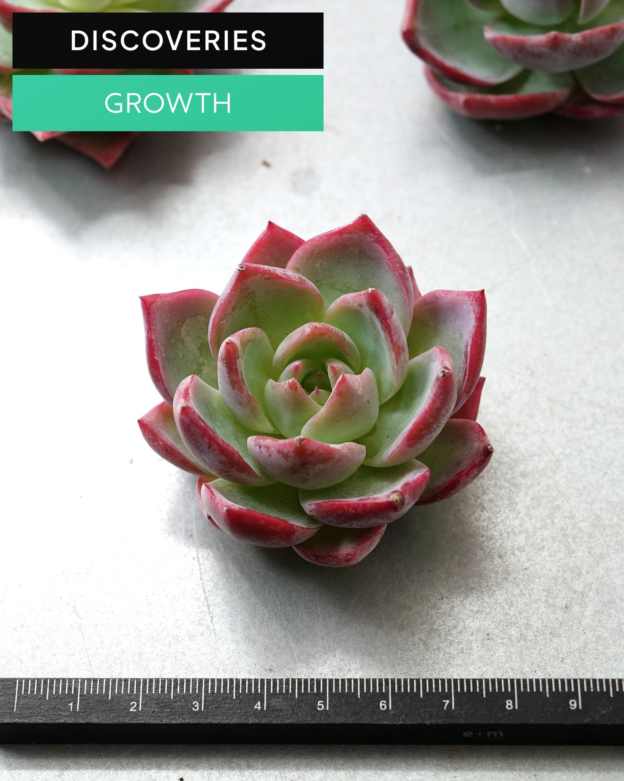 DISCOVERIES レア | PUKUBOOK SUCCULENTS