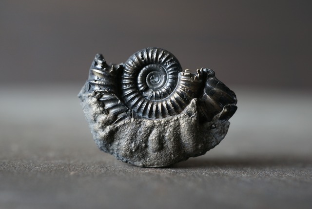 イギリス産黄鉄鉱化アンモナイト  Pyritized Ammonite 1491