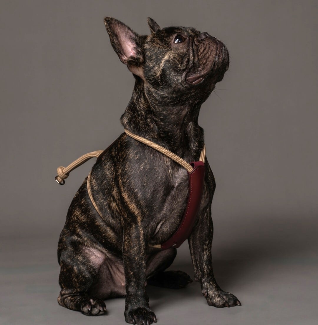 Mサイズ」エッセンシャルハーネス【HOZI】 | HOZI(ホジ)