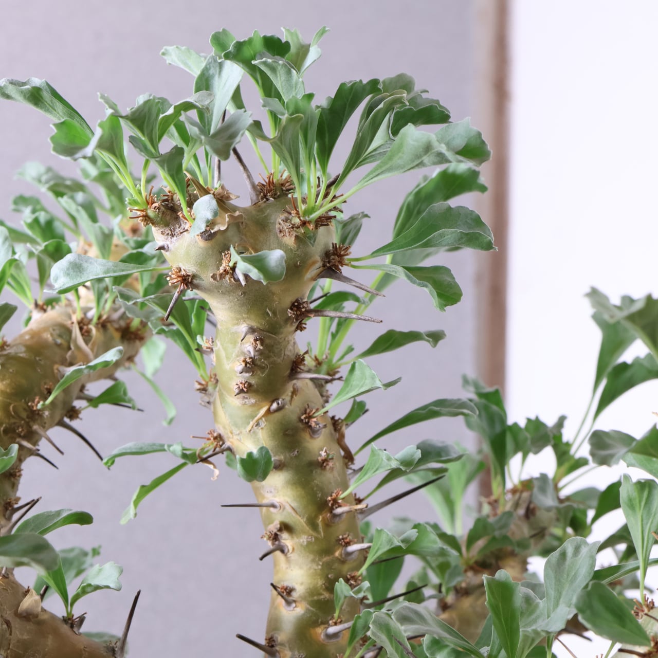 442 無骨な見た目に可憐な花『モンソニア クラシカウリス