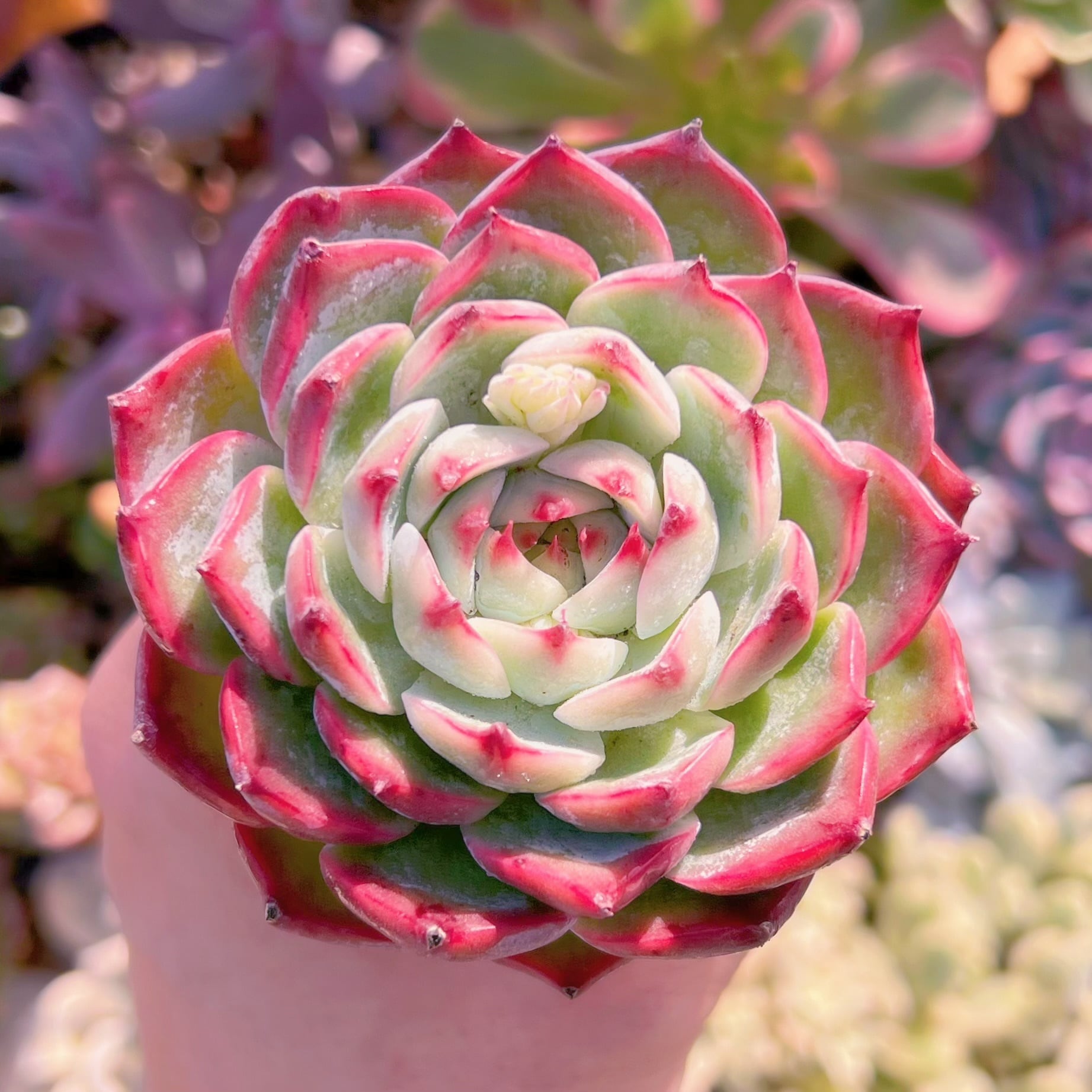 多肉植物　水蜜桃　大苗　新入荷　るる農園