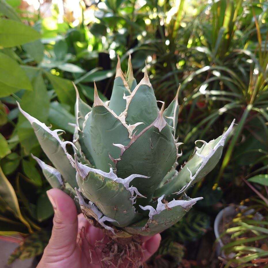 アガベ チタノタ オアハカ Agave titanota Oaxaca 18 | 多肉植物