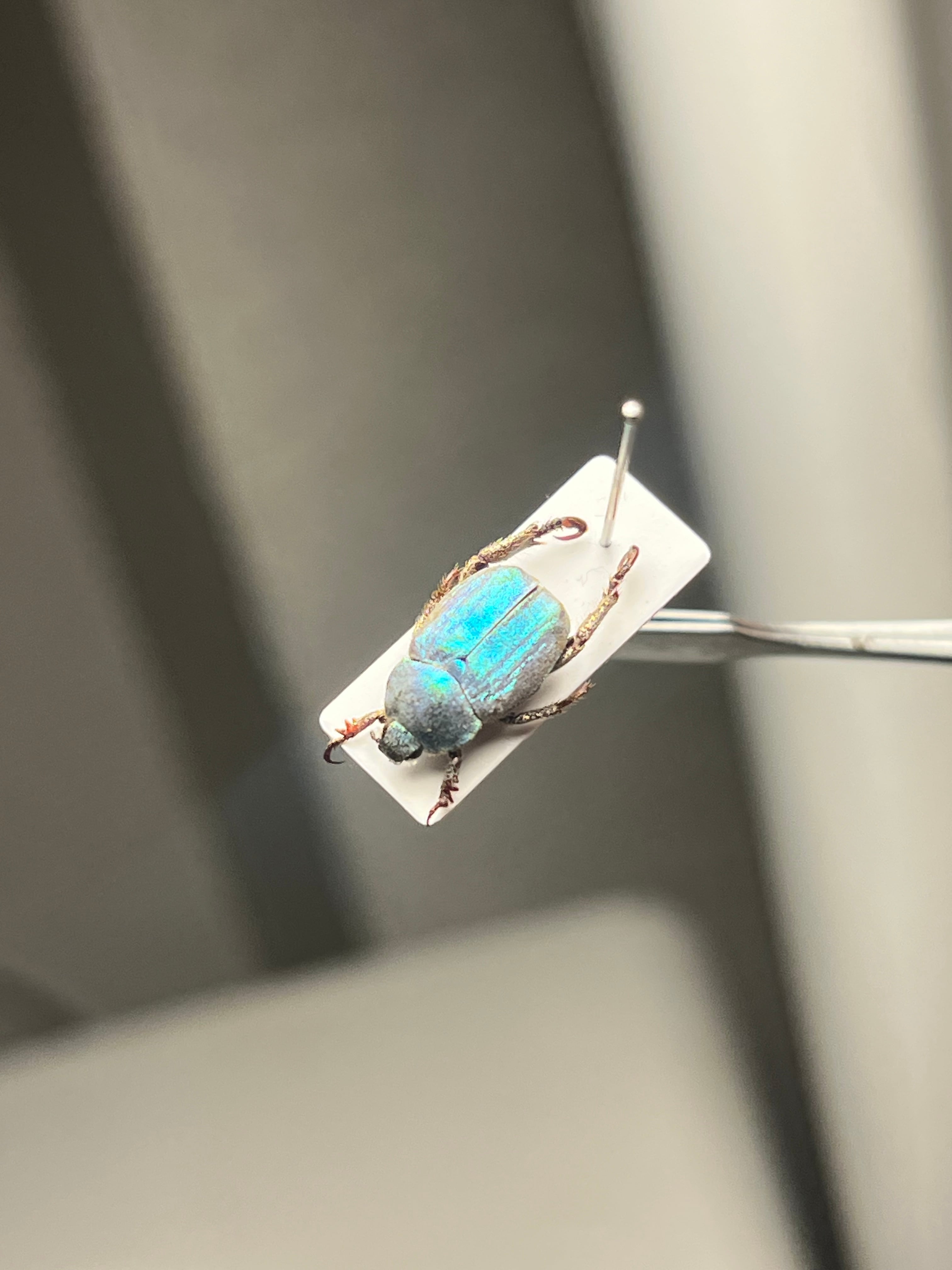 8mm】シンジュアシナガコガネ 標本 ブルースカラベ プラチナコガネ