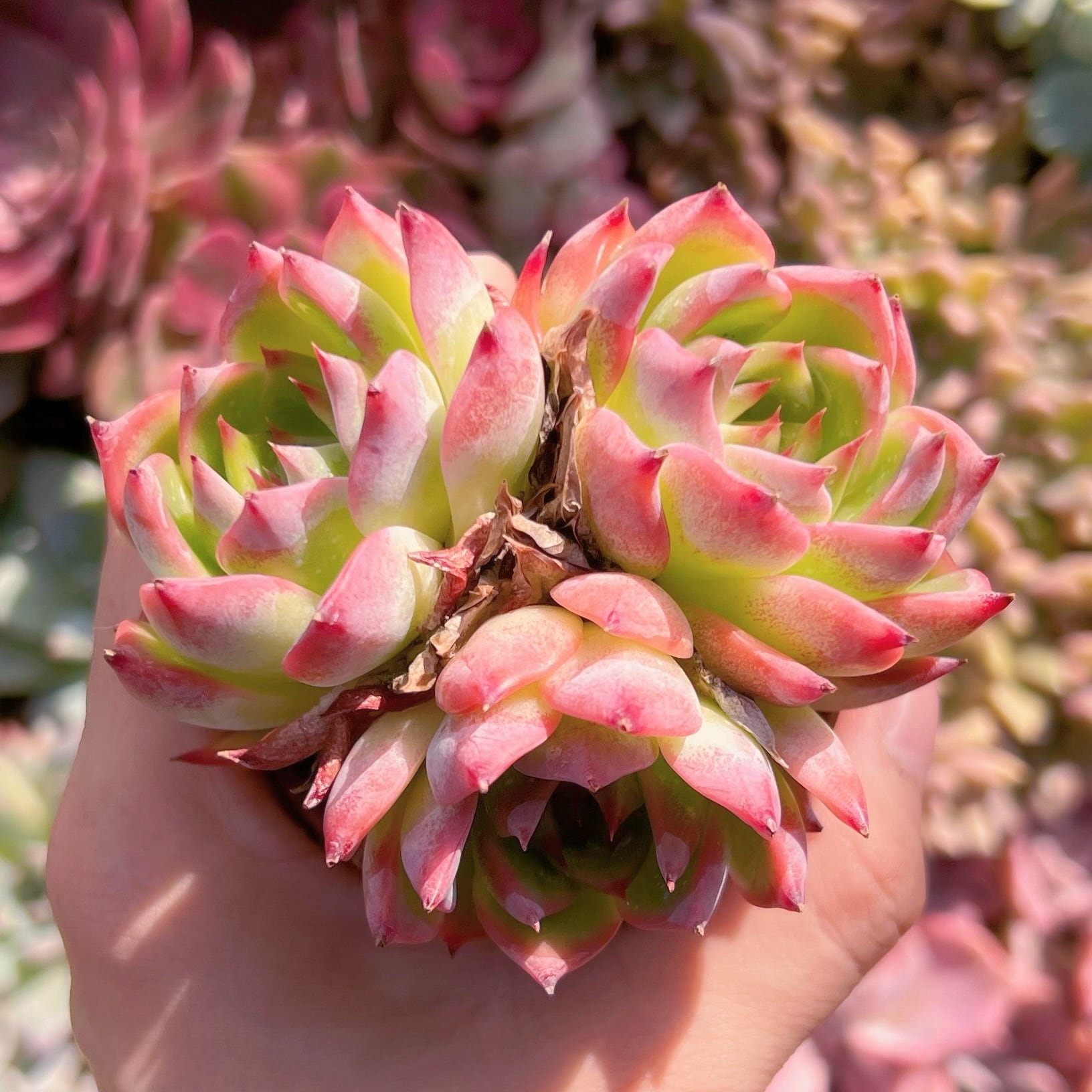 多肉植物　シモヤマコロラータ　新入荷