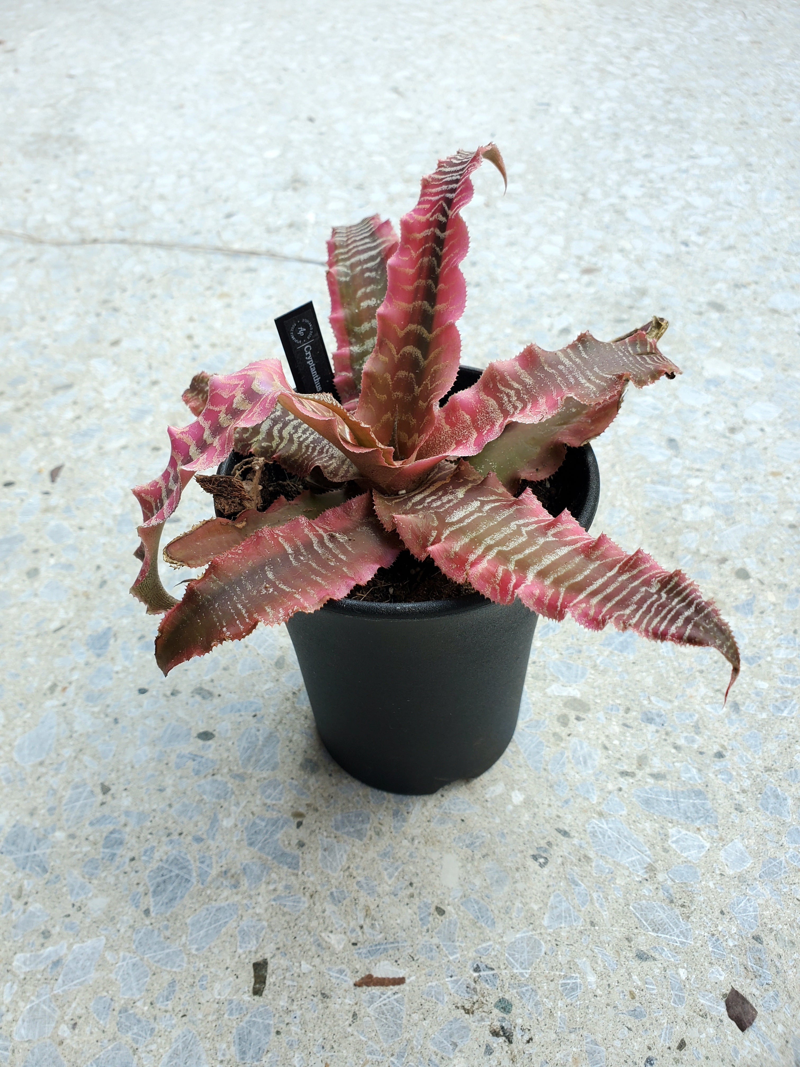 Cryptanthus fosterianus Elaine 【artPLANTs】クリプタンサス
