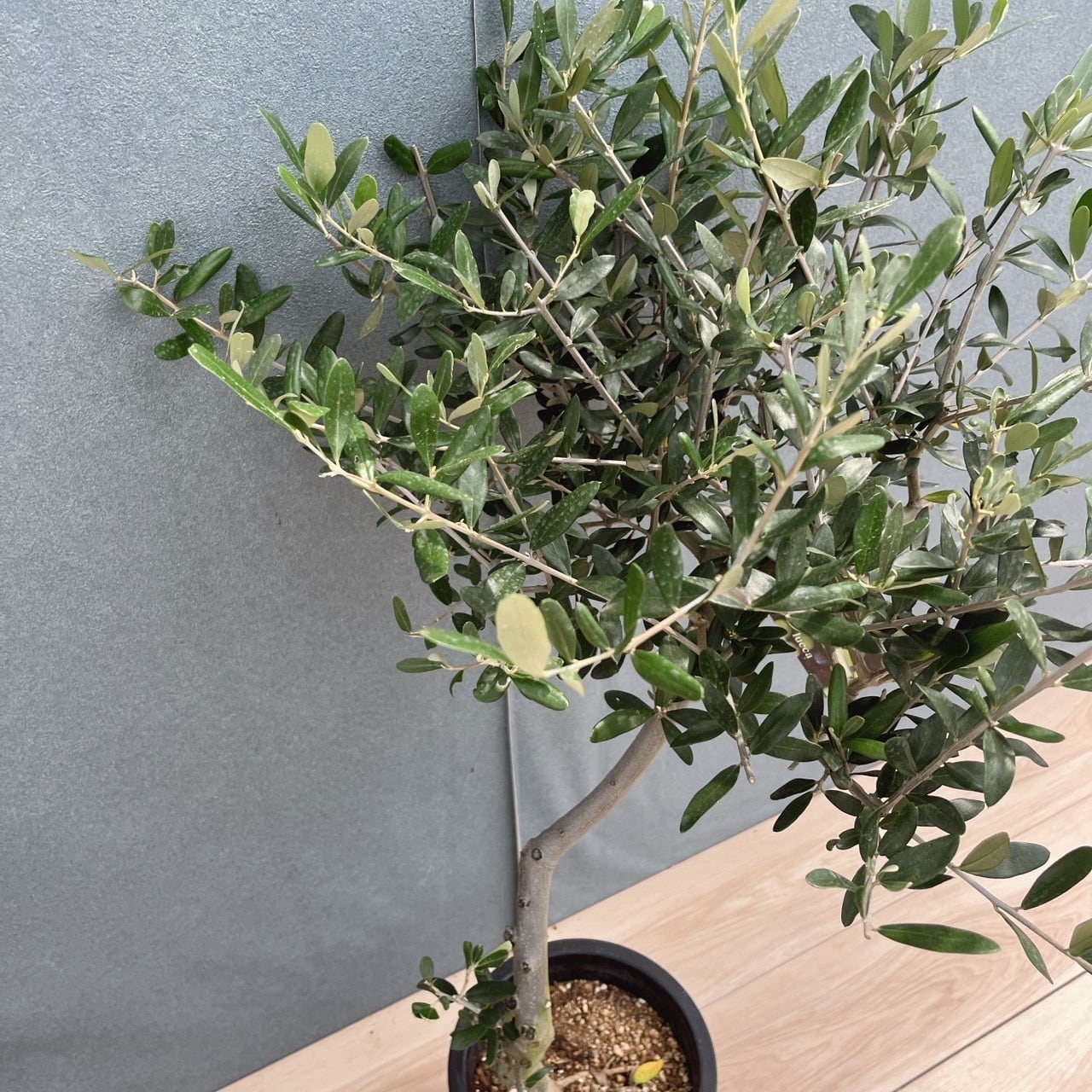 現品］40番 創樹 オリーブ ルッカ 7号 観葉植物 屋外 オリーブの木