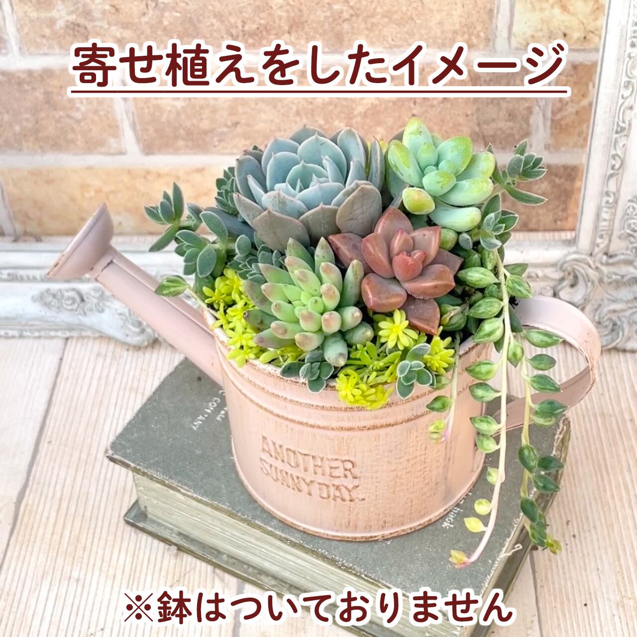 送料込】多肉植物寄せ植え用苗セット！初心者さん向け手順書つき  