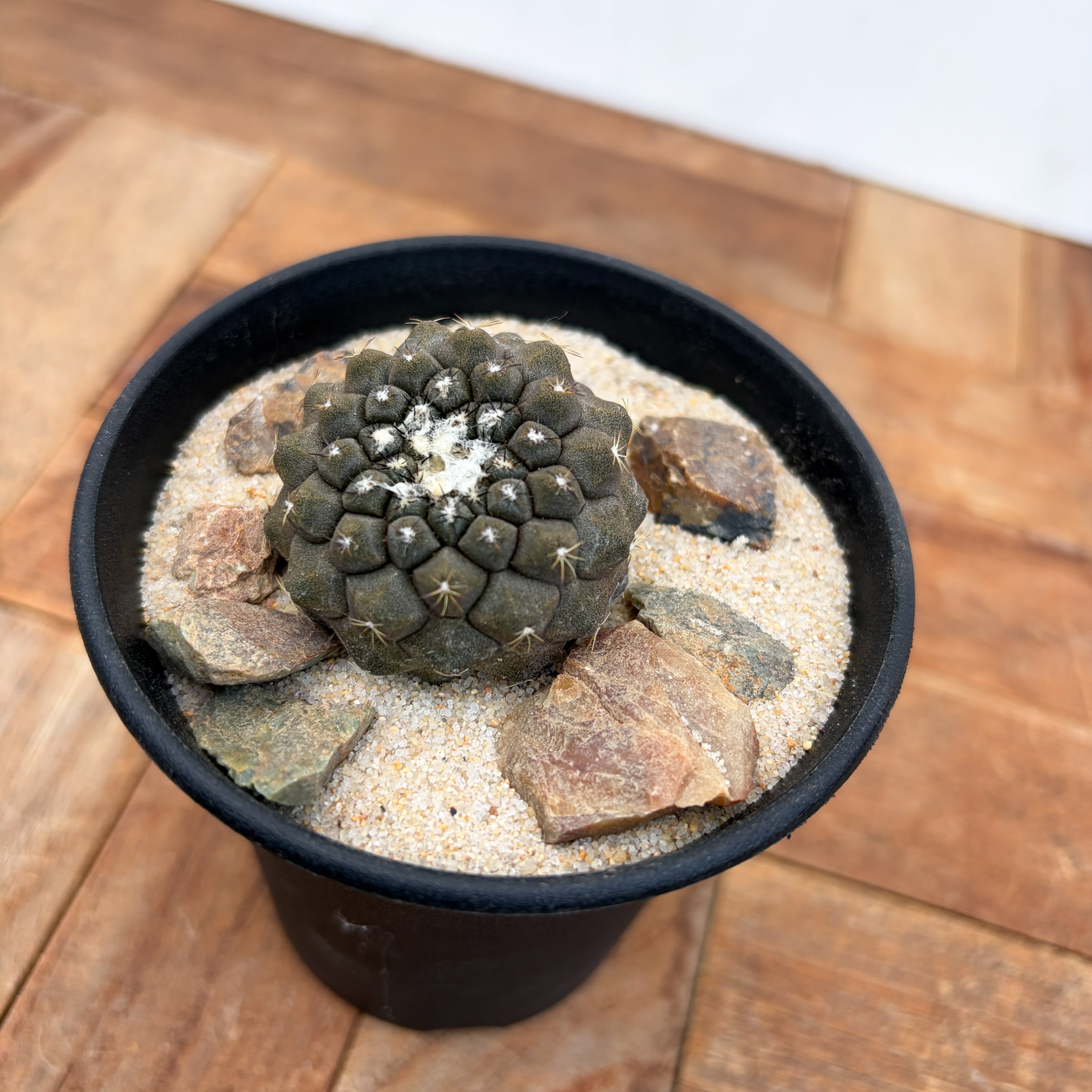 Copiapoa hypogaea【コピアポア・ヒポガエア】 | RIMO'S GREEN