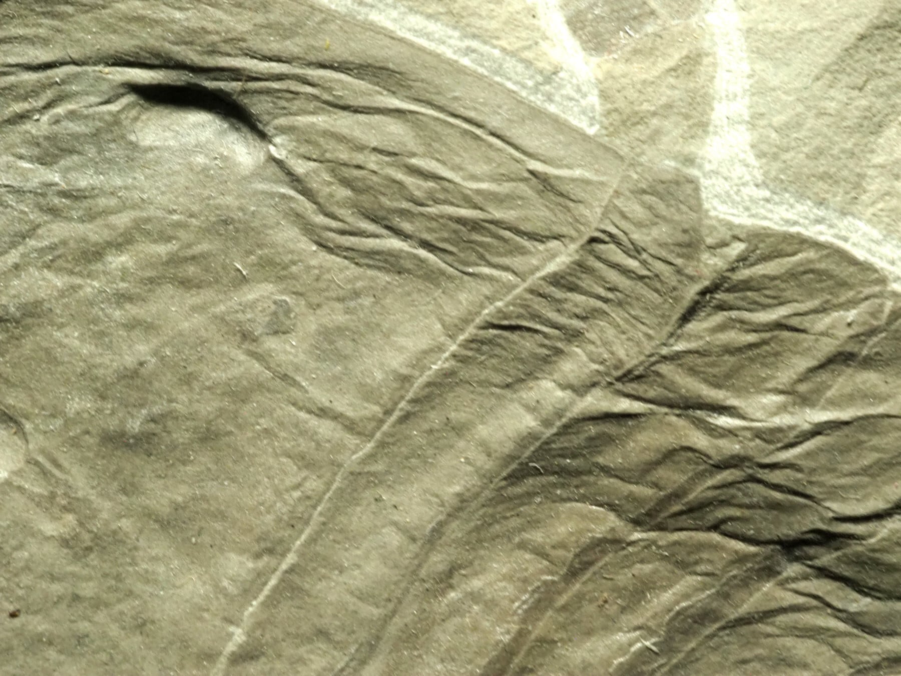 大型極上！ウミサソリの化石【Eurypterus remipes】【1192g