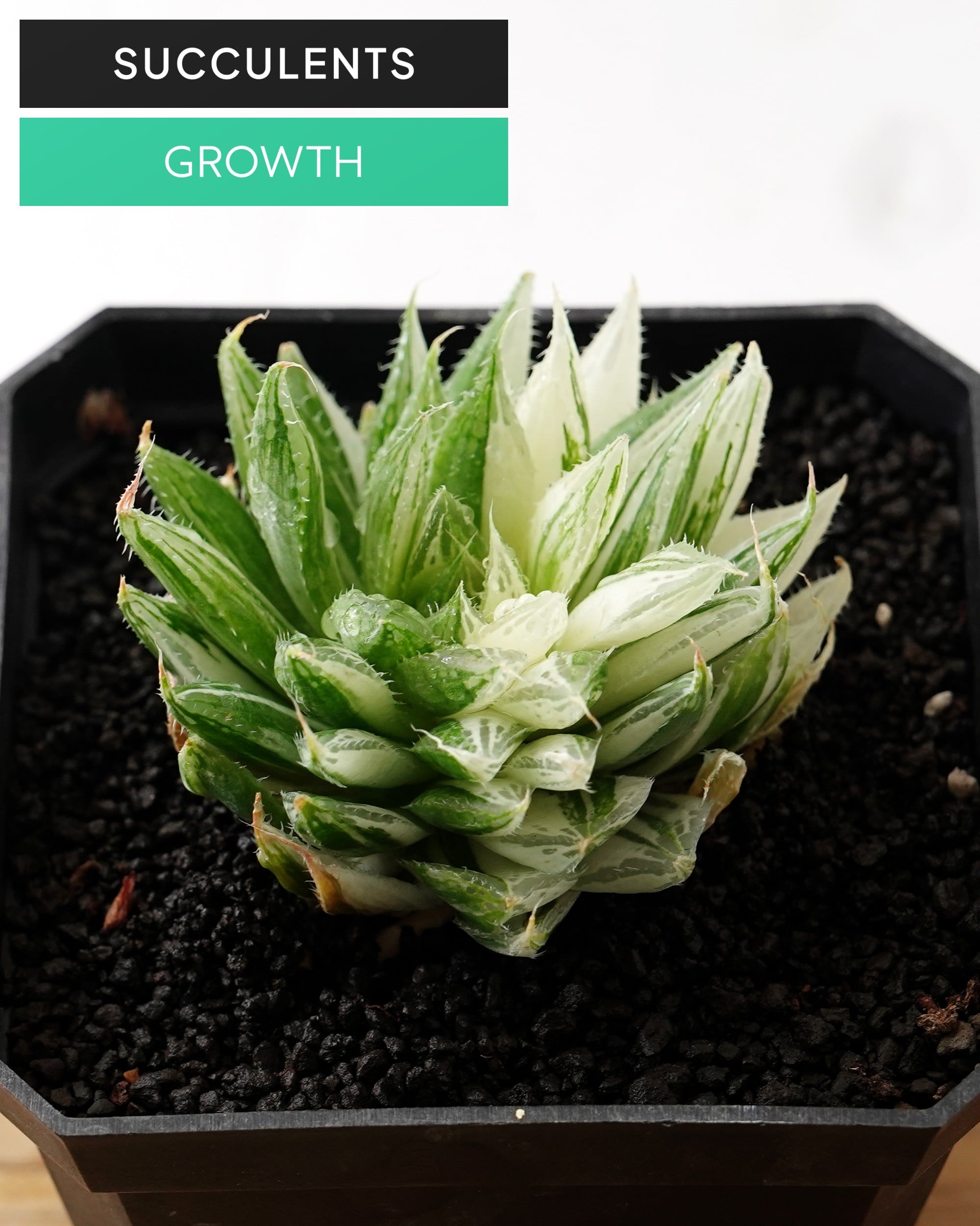 ブランド・レア度 | PUKUBOOK SUCCULENTS