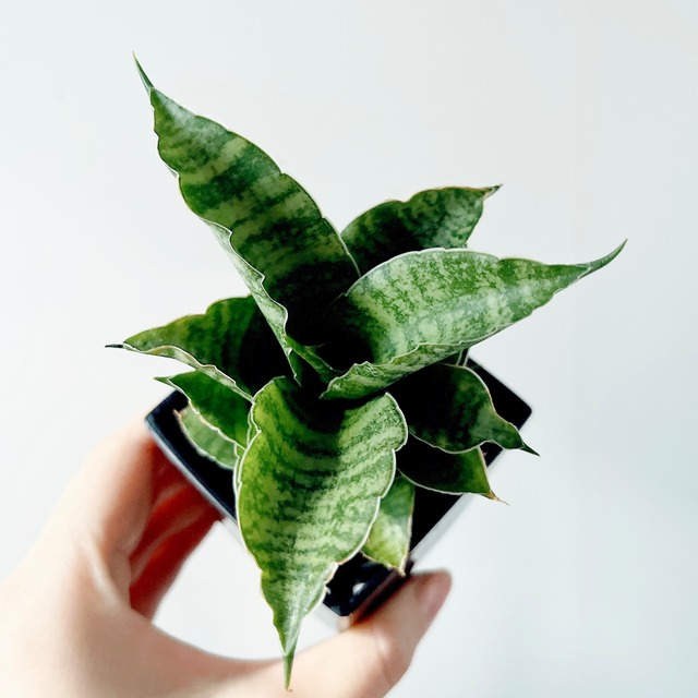 《希少・存在感◎》サンスベリア マハナコーン  3号鉢 小さくても力強い造形美 観葉植物 calm cafe