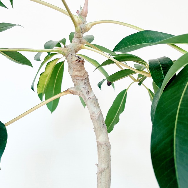 希少 斑入り ツピタンサス ゴールデンキング 曲がり 幹太 観葉植物 XLサイズ 観葉植物 calm cafe