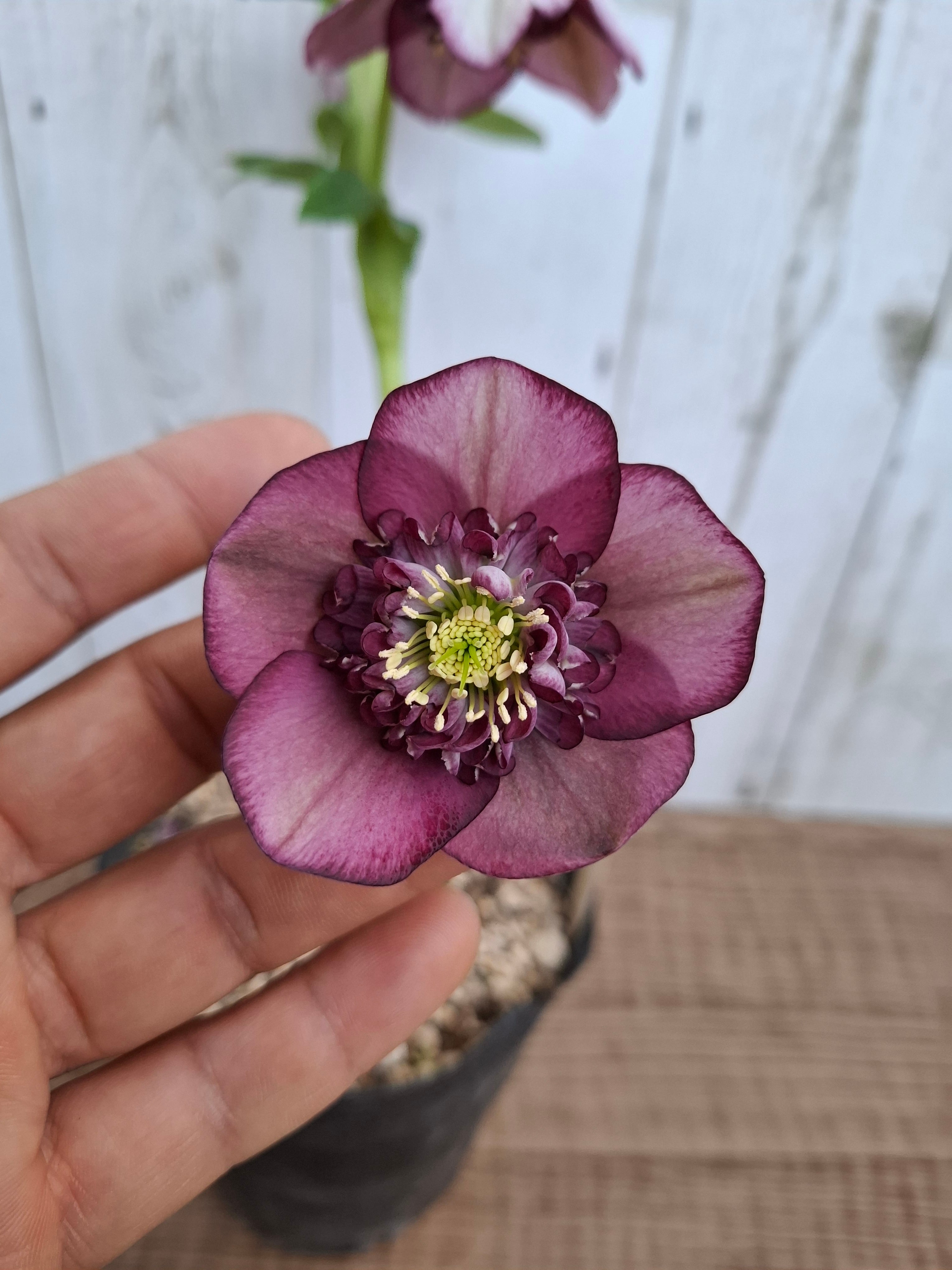 1/18up クリスマスローズ（加藤農園）【アンティーク アフロディーテ