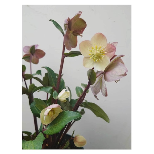 Christmas rose 'snow dance'