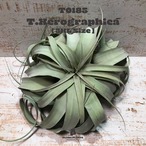 【送料無料】キセログラフィカ3XL〔エアプランツ〕現品発送T0185