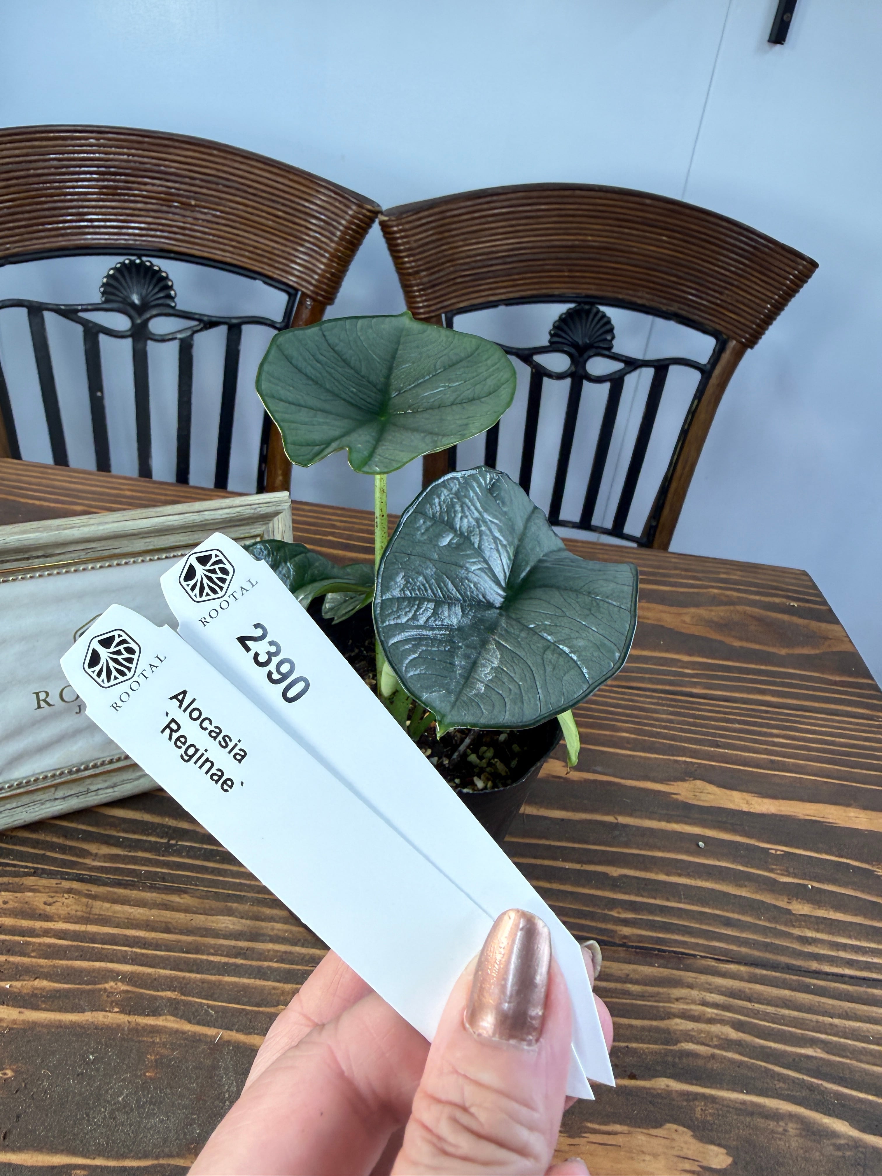 ★2390【葉裏のエッジ】アロカシア レギネ(4号ポット)