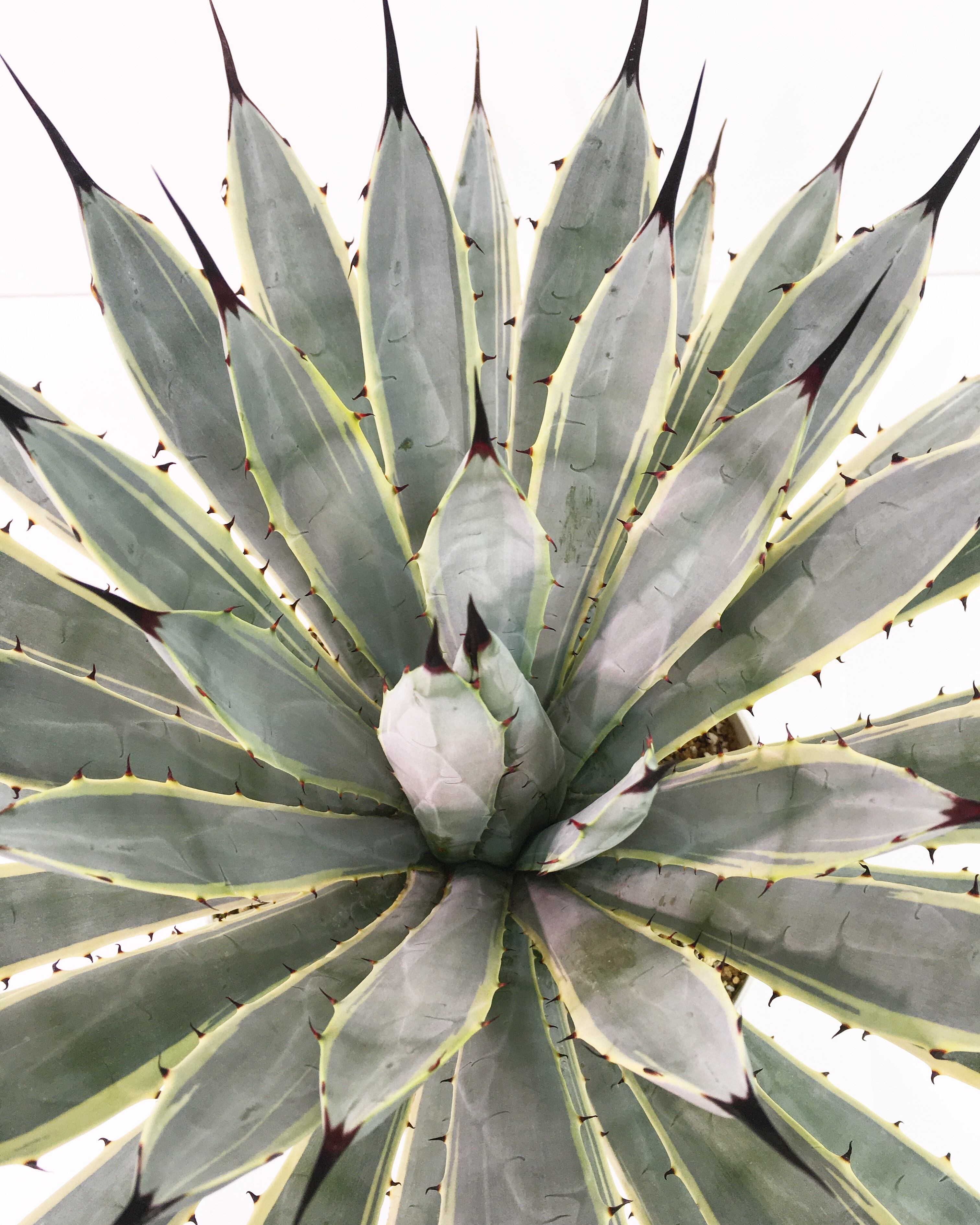 Agave macroacantha 焚く 