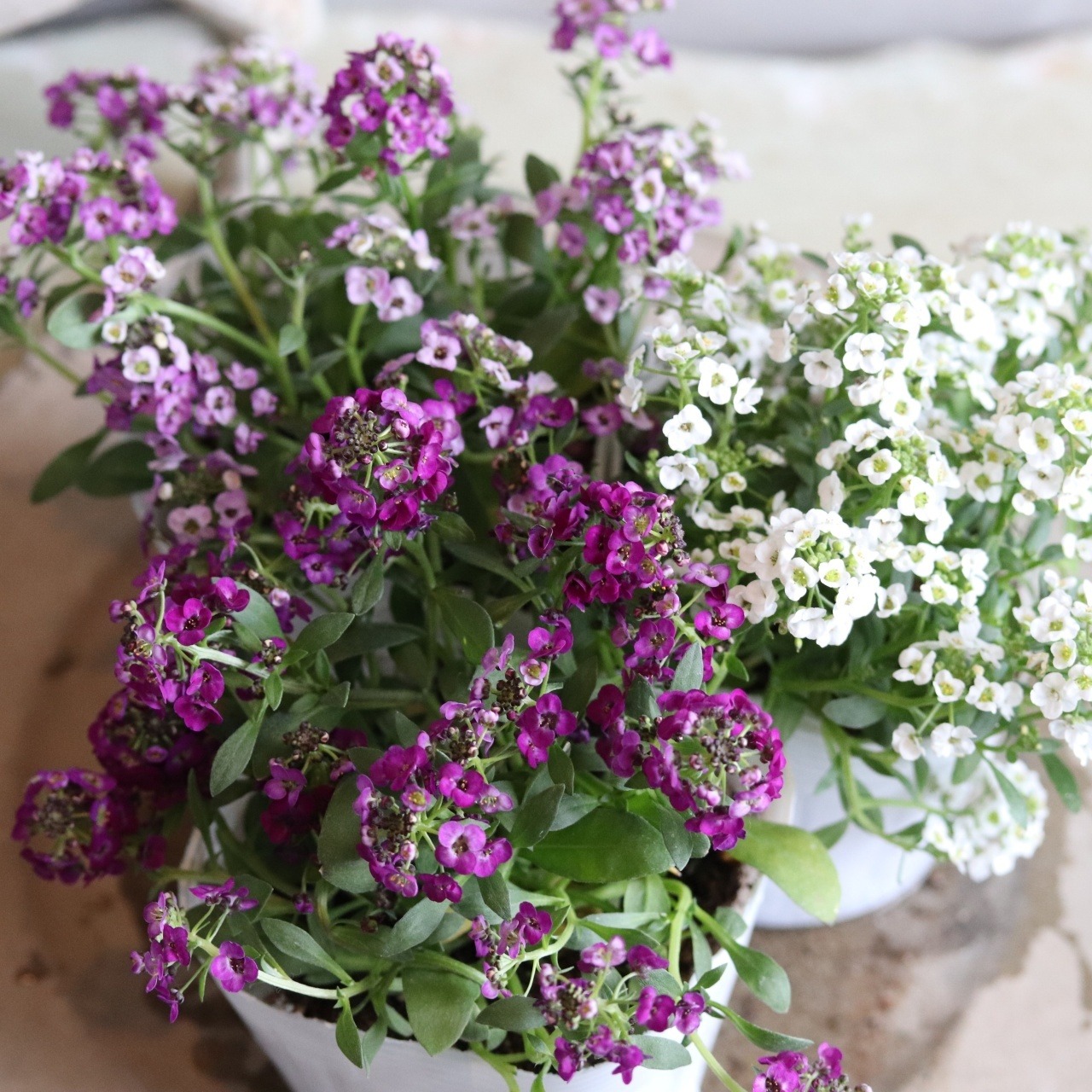 アリッサム　クリスタル　ムラサキカラー　小さなお花　丈夫で横にひろがる　冬から春まで咲く