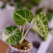 Alocasia Ninja Tricolor / アロカシア ニンジャ 斑入り④