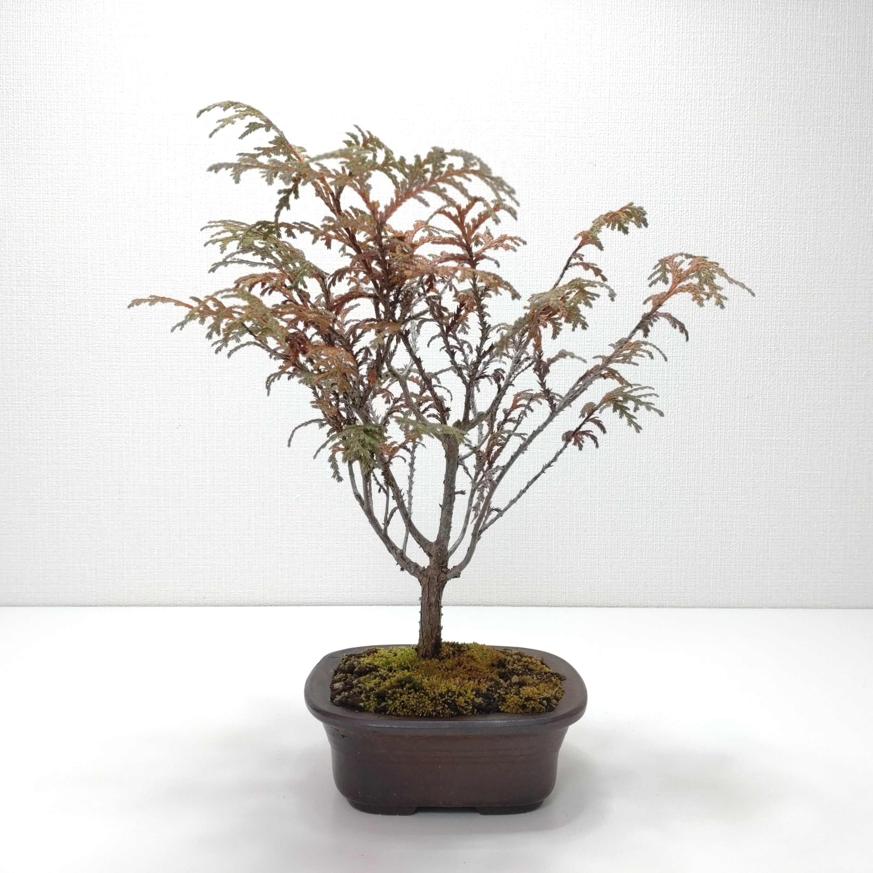 ヤマコウバシ盆栽 SS016 | 盆栽創【Bonsaisou】