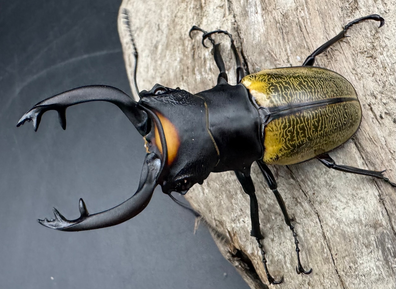 【WD】《スペクタビリスツヤクワガタ 71mm ペア》