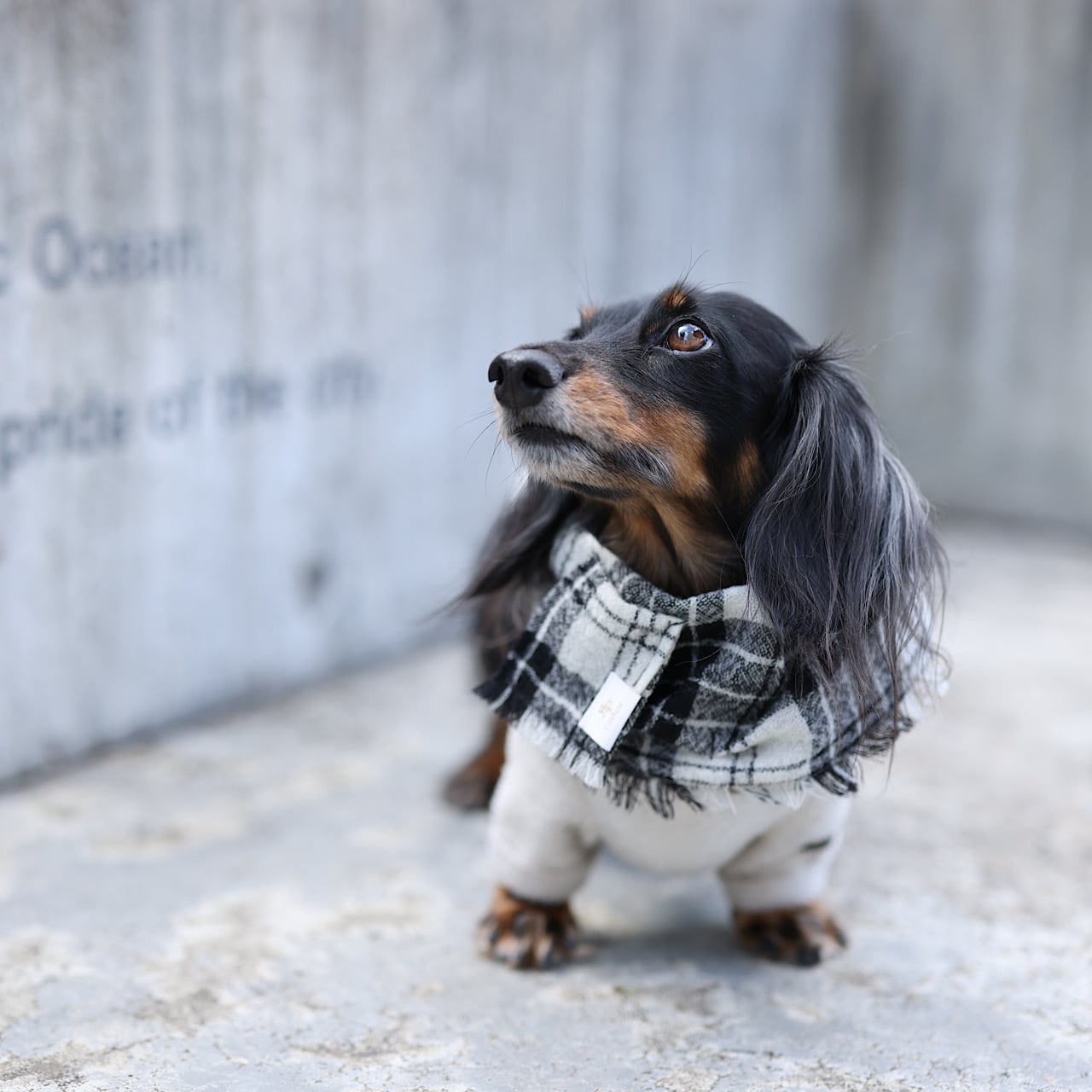 ダックス様ご依頼品おまとめ ダックス様ご依頼品おまとめ ダックス様ご依頼品おまとめ2点