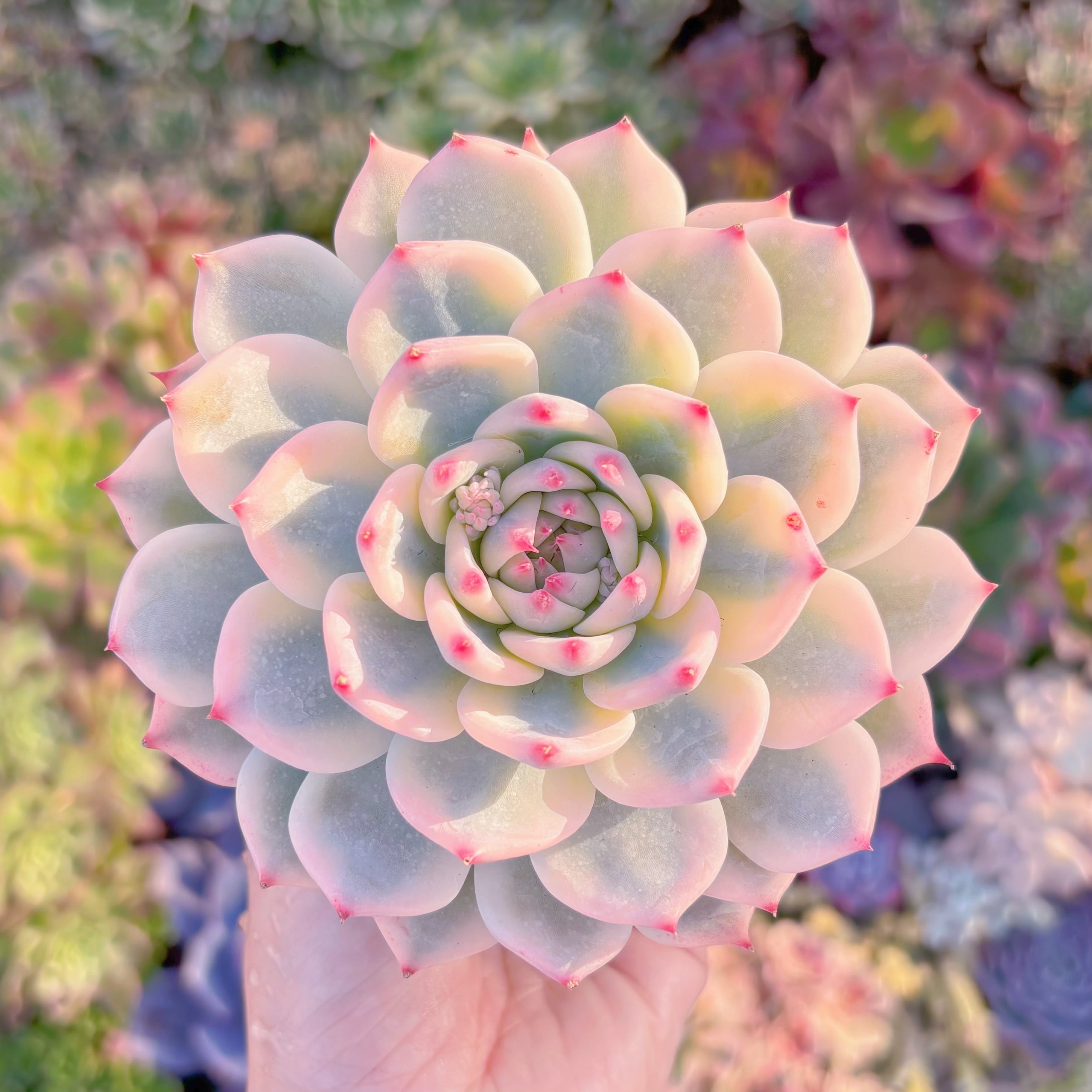 現品　チワワ錦#306　極上株　るる農園