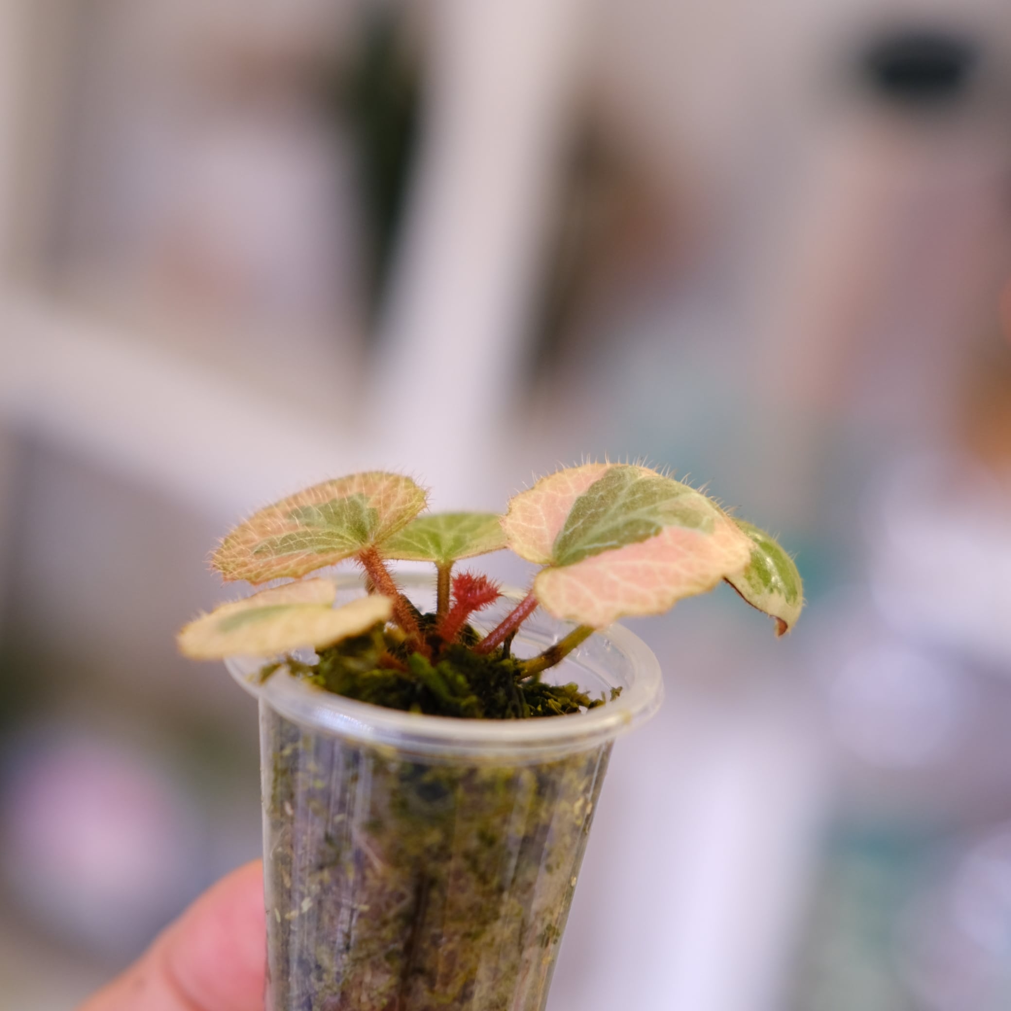 Saxifraga stolonifera Tricolor｜別名：ストロベリー ベゴニア｜観葉