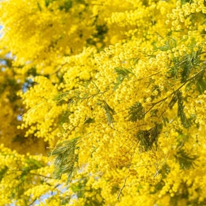 【エーテリア香】Angel coming 〜天使の軍勢〜