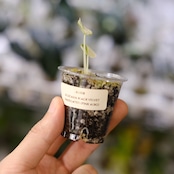 Alocasia Black Velvet Variegated (Pink Albo)/アロカシア ブラックベルベット ピンク