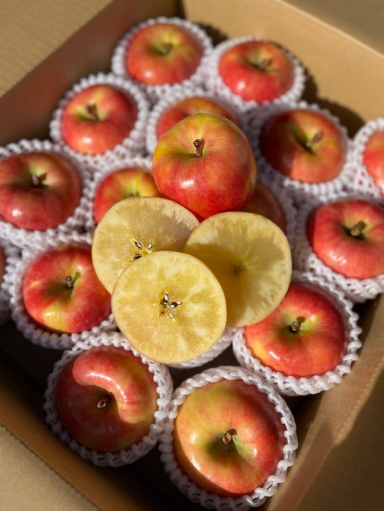 葉とらず高徳　贈答用5kg