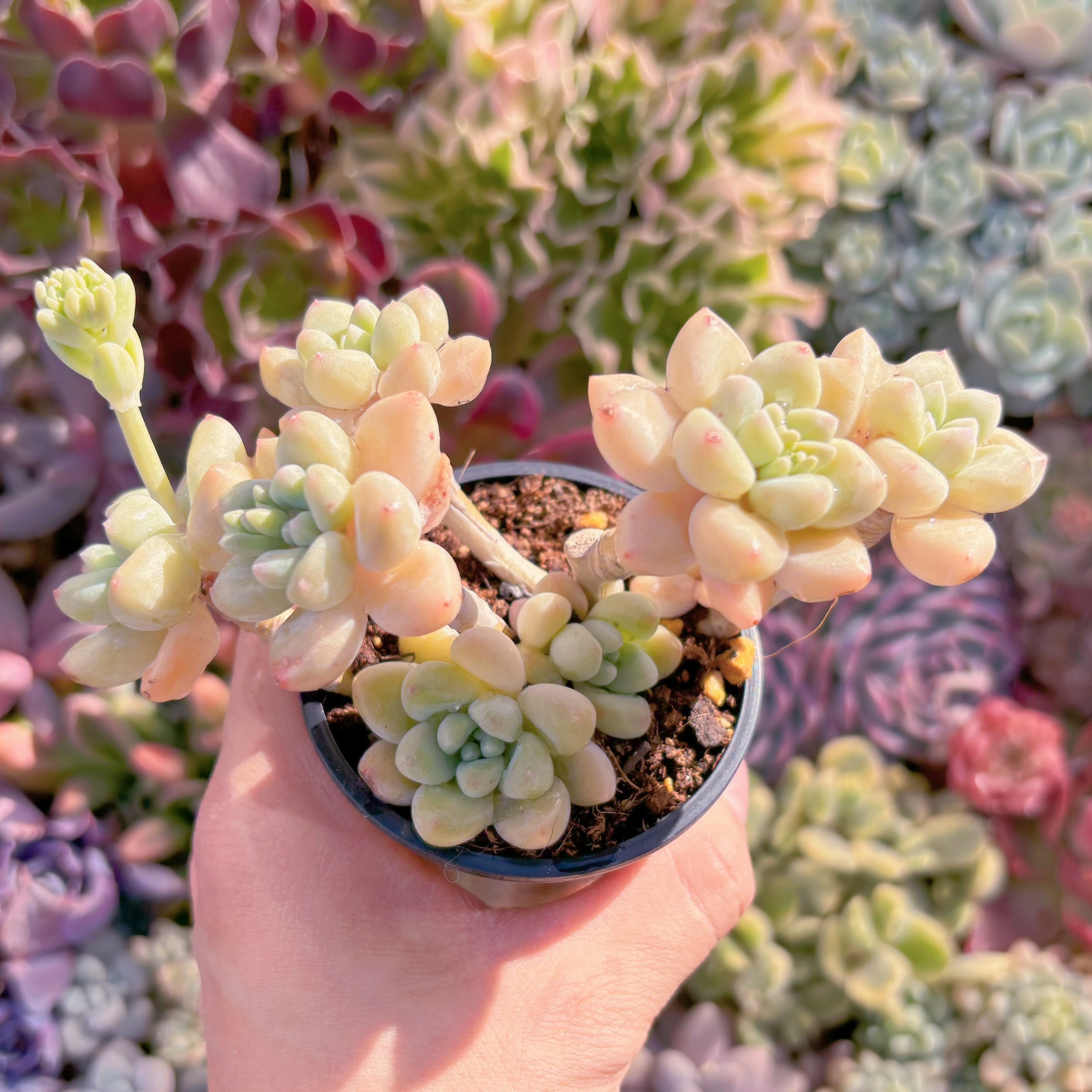 現品　ホワイトケーキ#557　るる農園