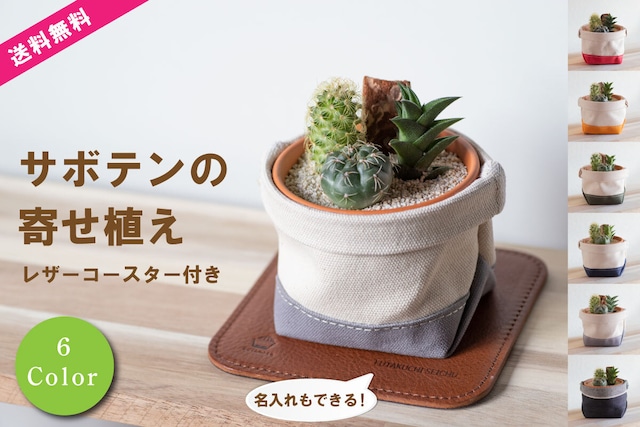 【多肉植物寄せ植えと鉢カバー3点セット】多肉植物屋さんとのコラボ商品　名入れオプション付き