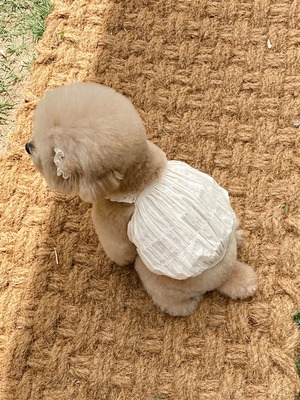 [即納訳ありB品] eyou cotton candy crop (Ivory)