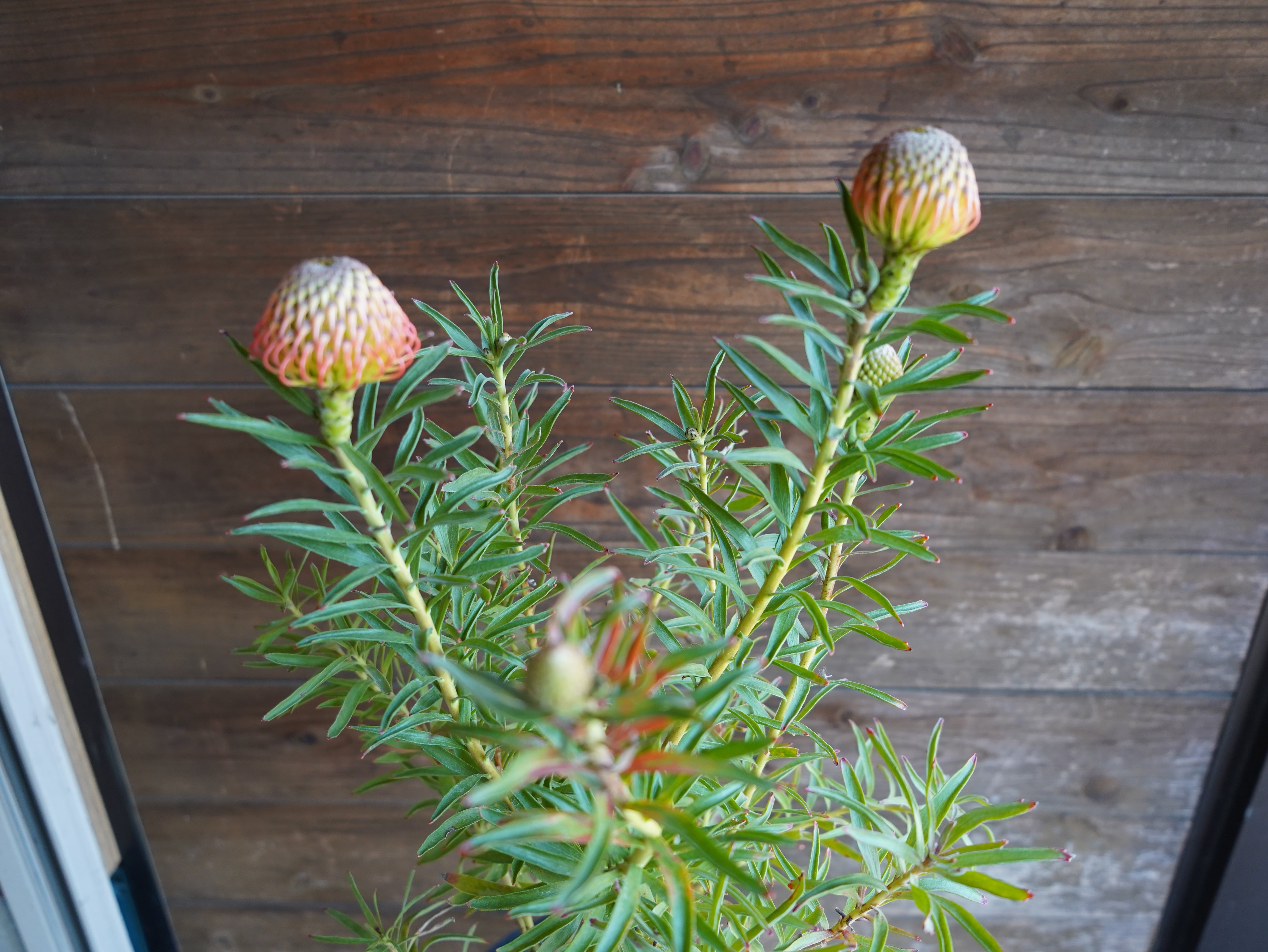 【現物】リューコスペルマム "コーディフォリウム"