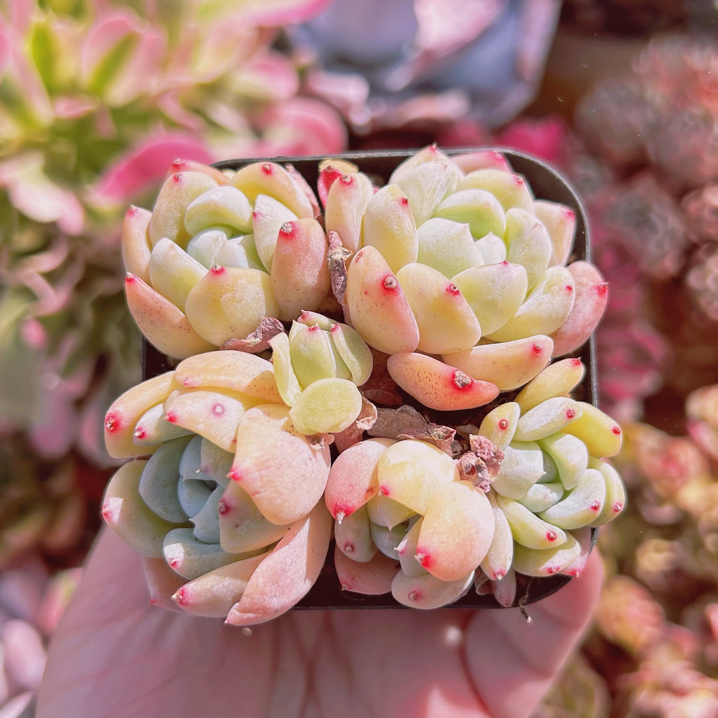 多肉植物　新品種　厚夢　5頭以上　