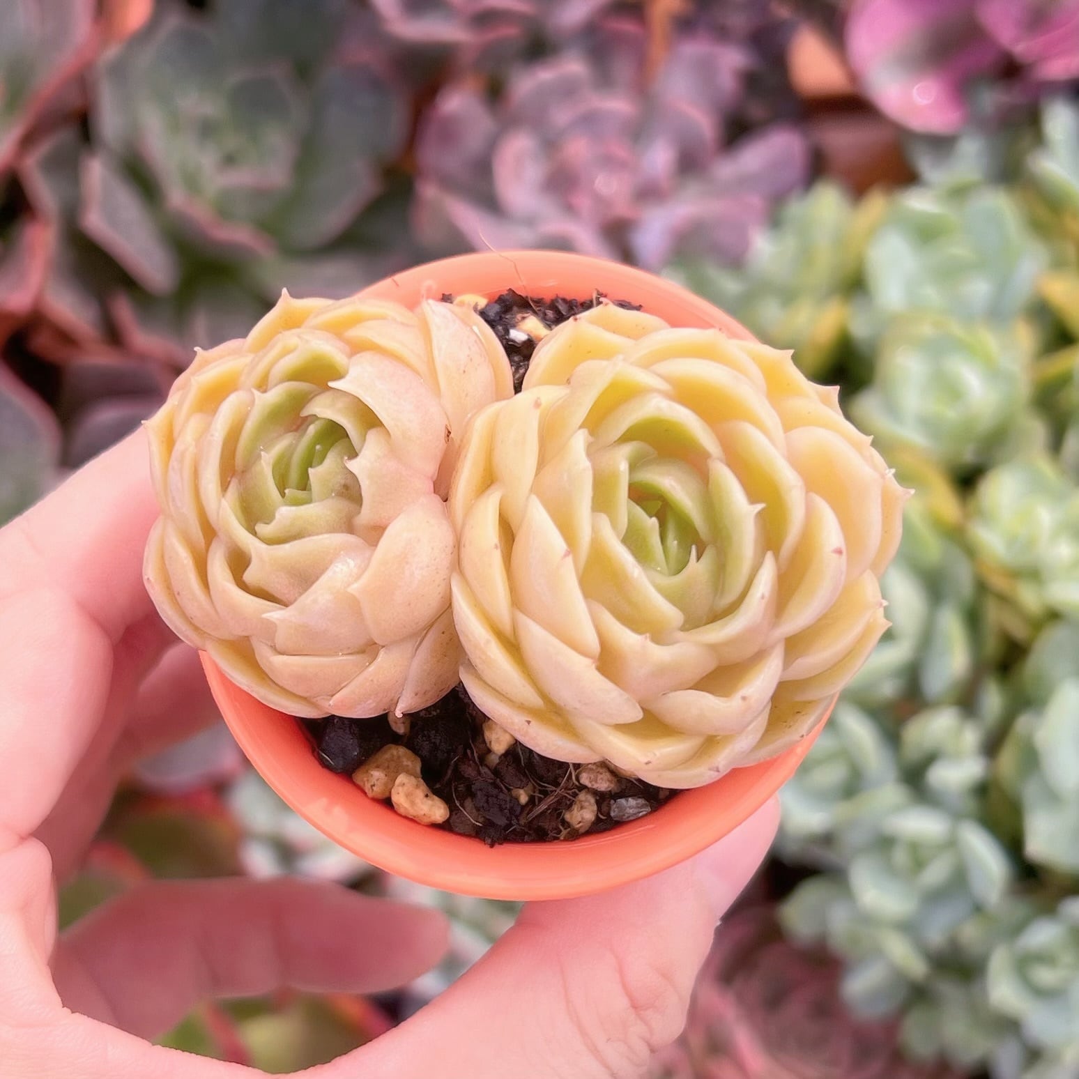 多肉植物　オンスロー　2頭　新入荷