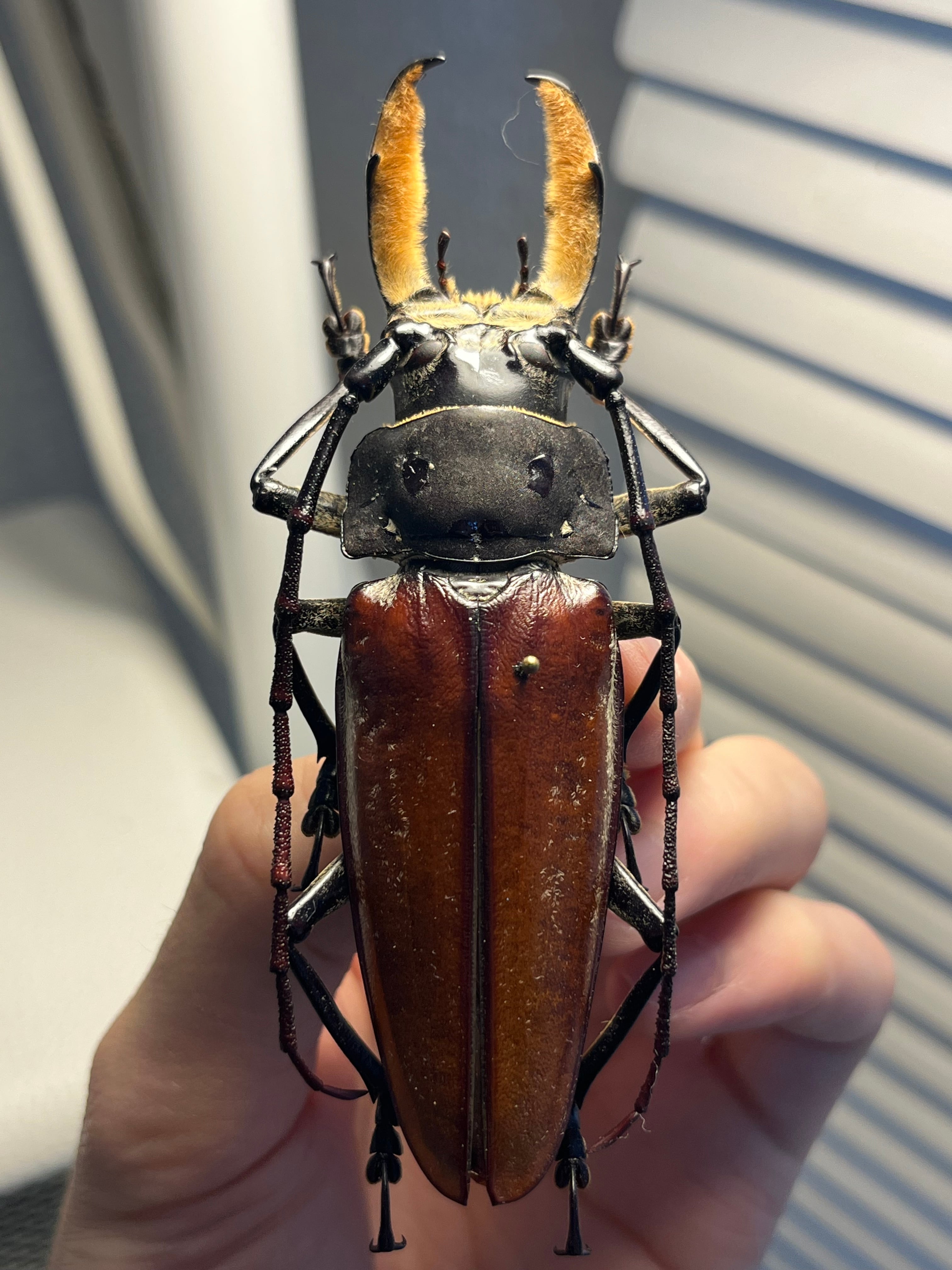 103mm】アラゲオオウスバカミキリ 甲虫昆虫標本タランチュラムカデ