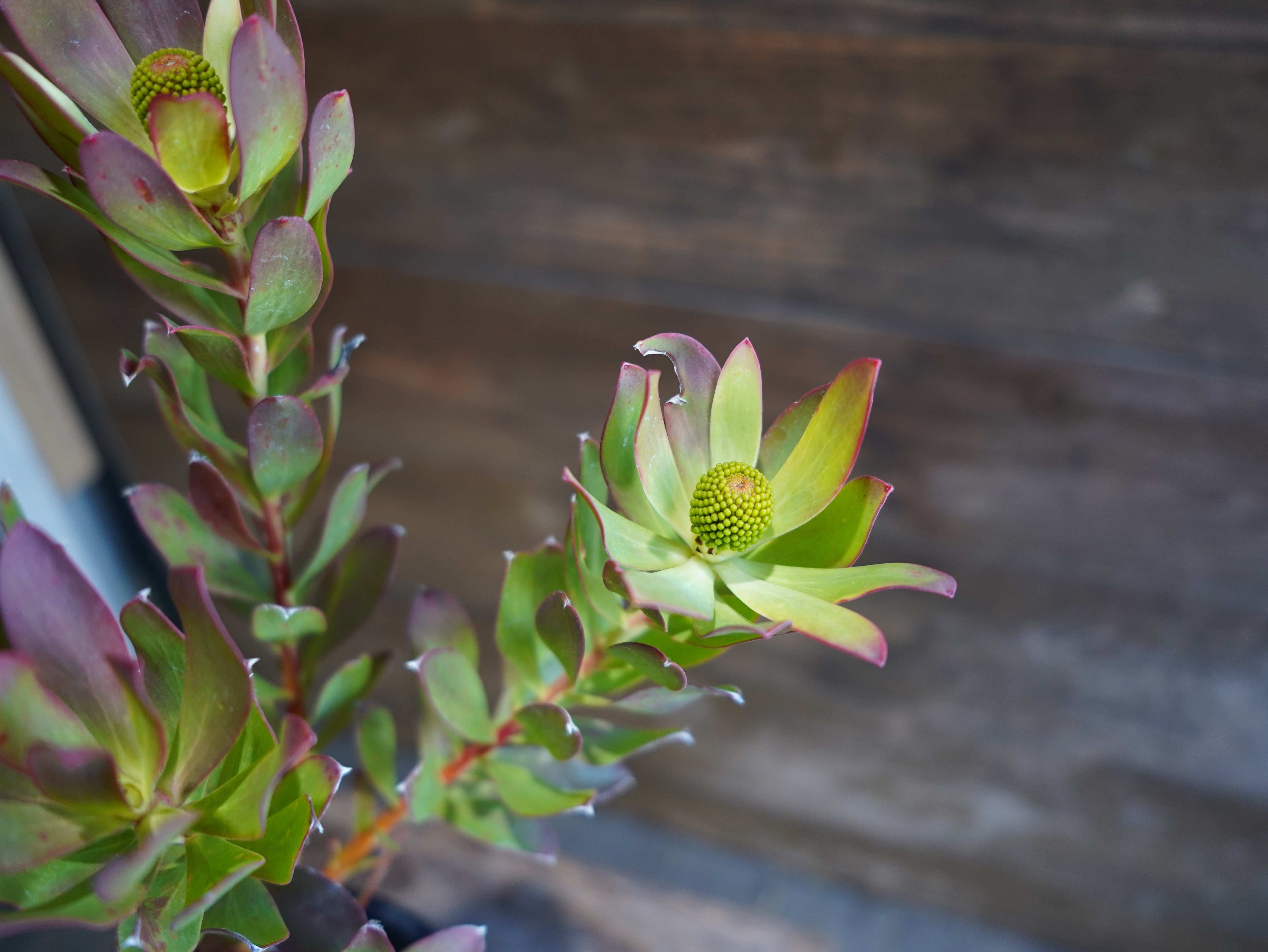 【現物】 リューカデンドロン　”Summer Sun”