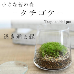 小さな苔の森−タチゴケ−　台形ポット◆透明感のある緑【苔テラリウム】